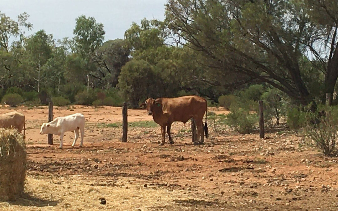 Meet Jane Mulligan and Bill Watts, Beef Producers from the Quilpie Shire