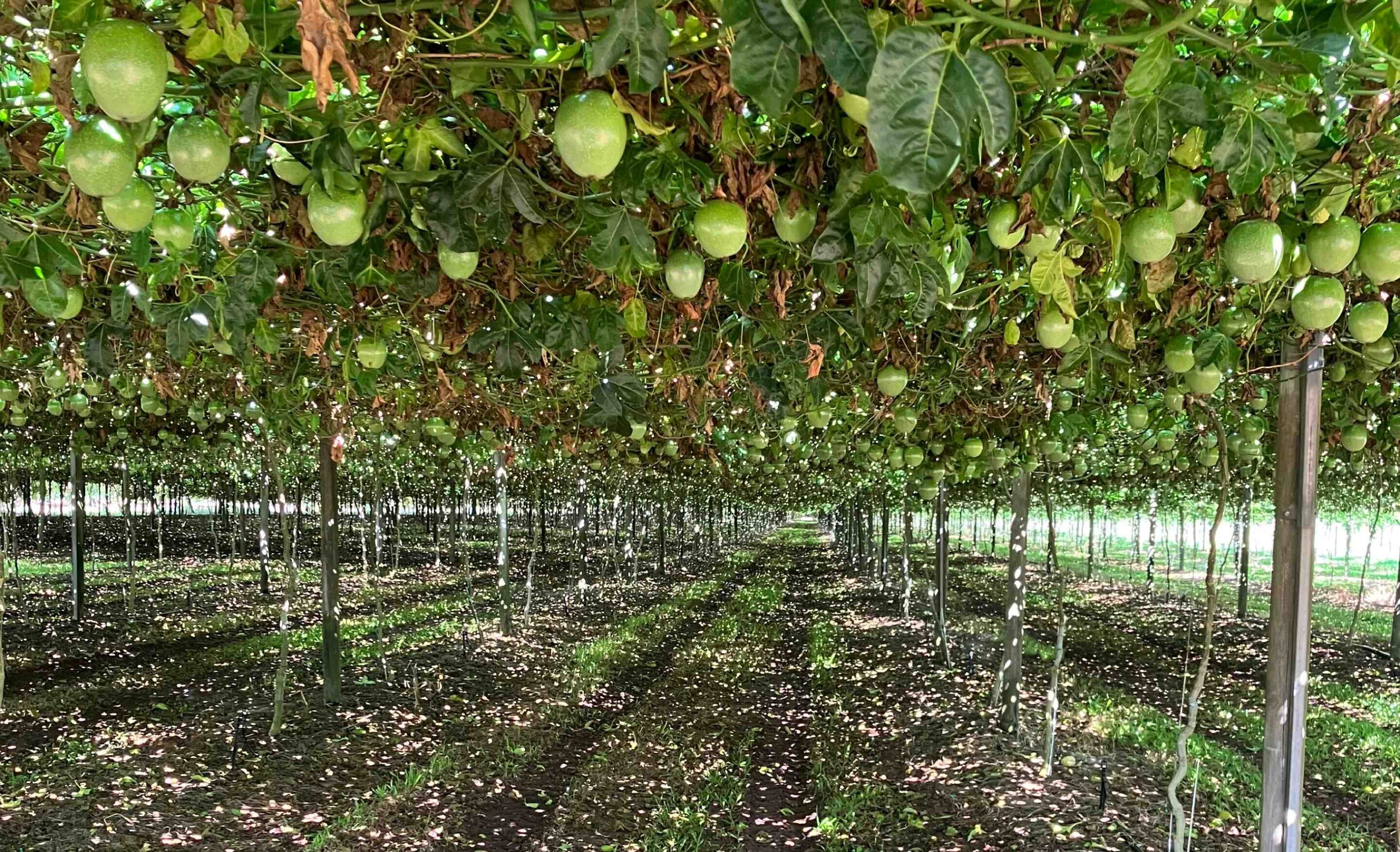 Meet Lorraine Stopford – Rocky Creek Orchards